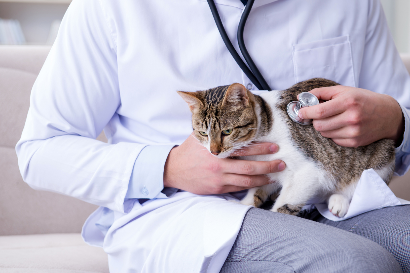 Cat Visiting Vet