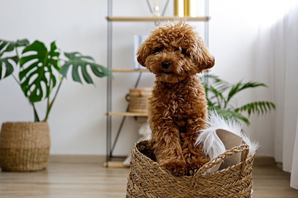 Brown maltipoo poodle alone at home.